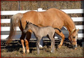 jmkitsallme filly3.jpg
